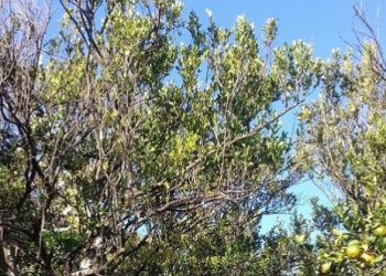 सुन्तलाले गाउँ छाड्यो