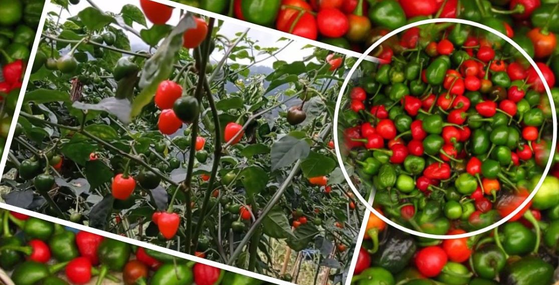 डल्ले खुर्सानी : अल्सर तथा ग्यास्ट्रिक निको पार्न अचुक औषधि