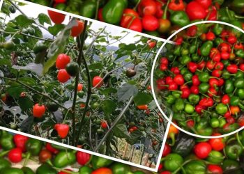 डल्ले खुर्सानी : अल्सर तथा ग्यास्ट्रिक निको पार्न अचुक औषधि