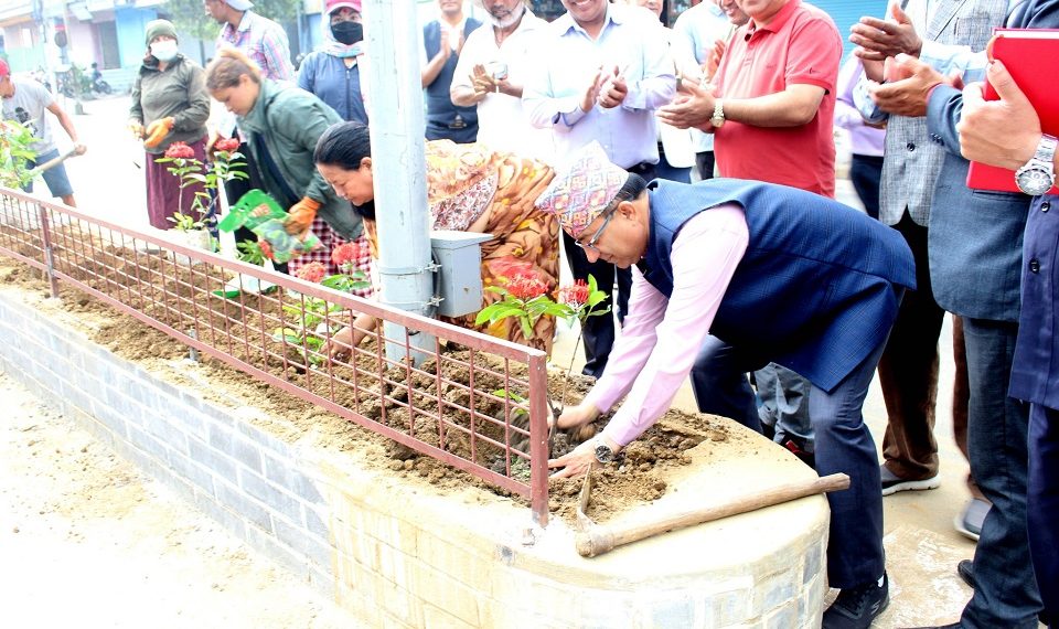पाेखरा न्यूरोडको डिभाइडरमा बिरुवा रोपण