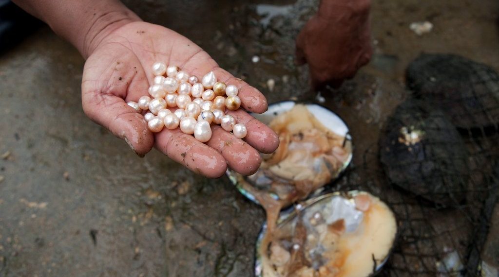पोखराका तालमा मोती उत्पादनकाे सम्भावना