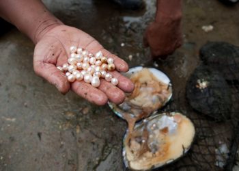 पोखराका तालमा मोती उत्पादनकाे सम्भावना