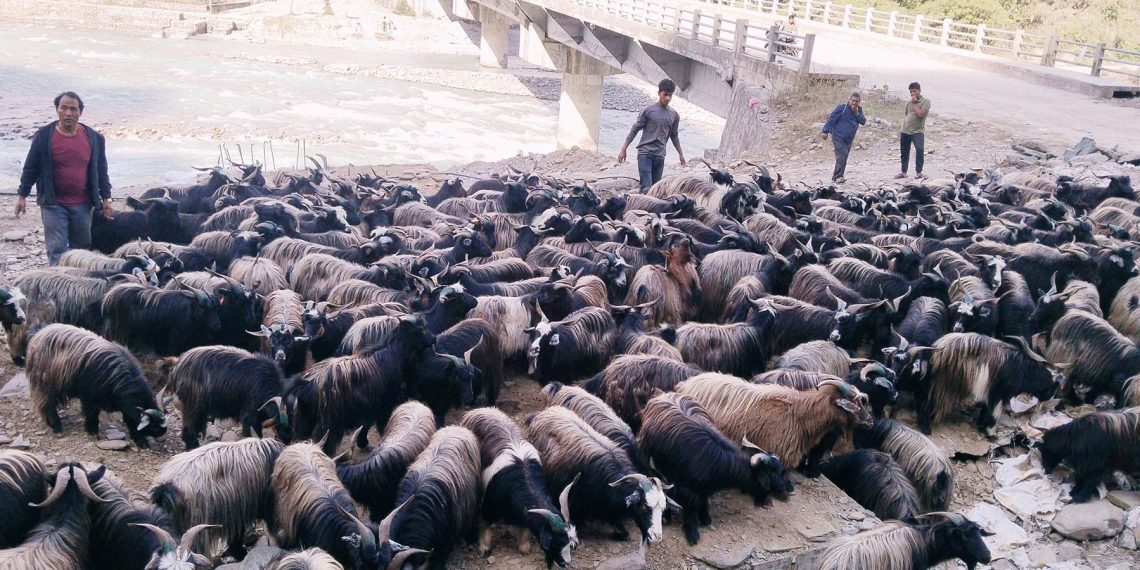 एउटा च्याङ्ग्राको मूल्य ६० हजारसम्म, मासु किलोको २२ सय
