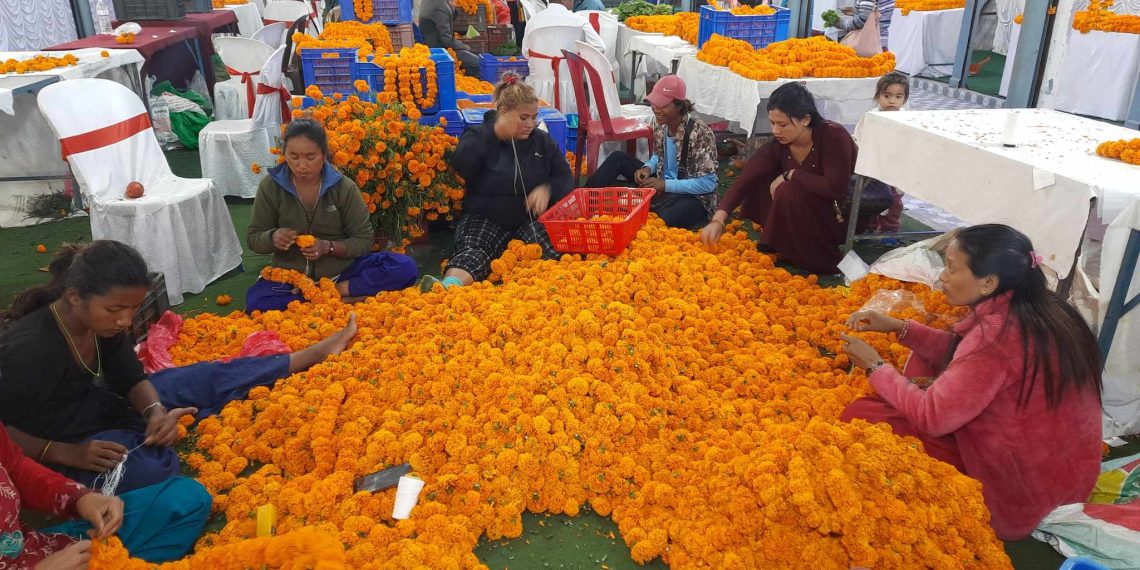 सकियो तिहार, खेतमै रहे सयपत्री, पोखरामा फूल किसानलाई ठाउँ मिल्यो, ग्राहक मिलेन