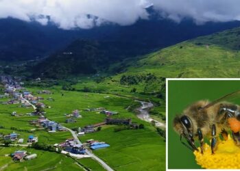 पोखराको अर्मला महको पकेट क्षेत्र बन्दै