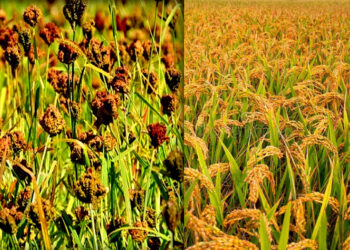 म्याग्दीमा धान र कोदोको उत्पादन बढ्यो