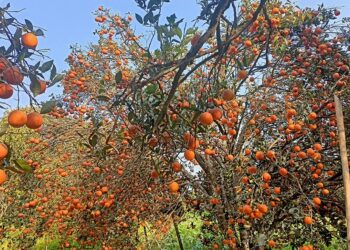 स्याङ्जाबाट यस वर्ष १ अर्ब १२ करोडको सुन्तला बिक्री