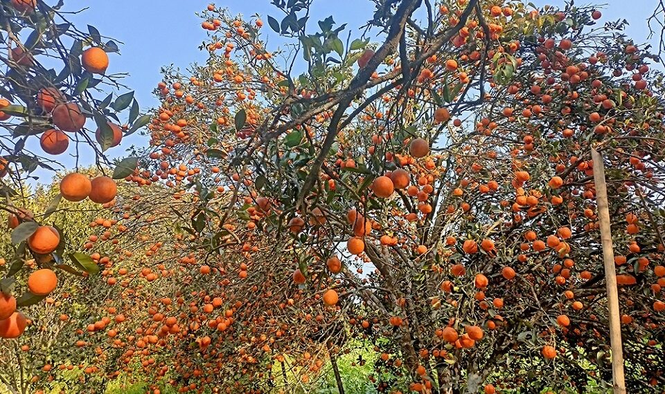 स्याङ्जाबाट यस वर्ष १ अर्ब १२ करोडको सुन्तला बिक्री