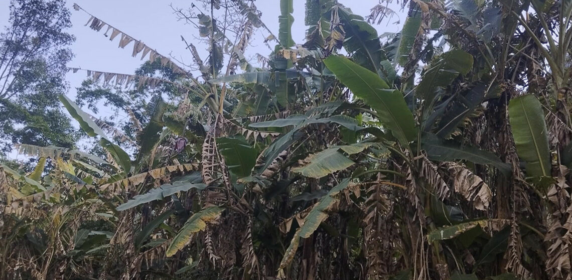 केराका बोट सुक्न थालेपछि म्याग्दीका किसान चिन्तित