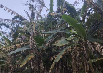 केराका बोट सुक्न थालेपछि म्याग्दीका किसान चिन्तित