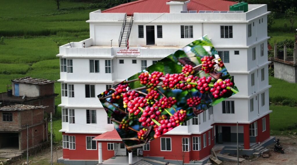 अर्जुनचौपारीमा कफी कृषकलाई नगद अनुदान