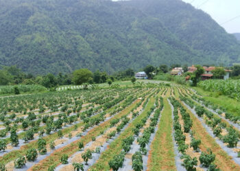 विदेशबाट फर्केर ३० रोपनीमा व्यावसायिक अकबरे खेती