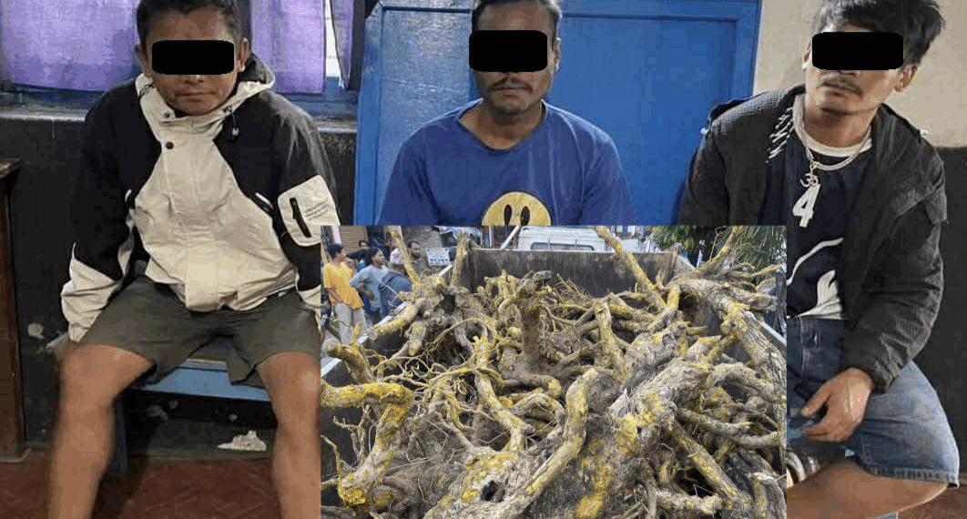 अवैध रुपमा जडिबुटी संकलन गर्ने तीनजना नियन्त्रणमा