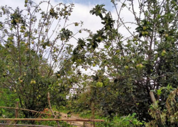 स्याङ्जाको चराङमा फल्यो स्याउ