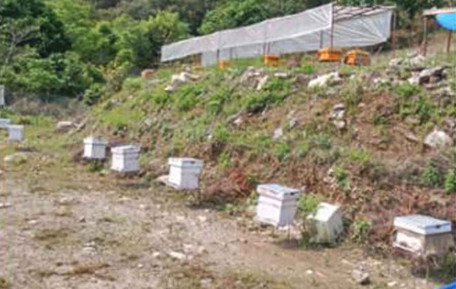 वालिङ्का इञ्जिनियर मल्लको लोभलाग्दो मौरीपालन व्यवसाय