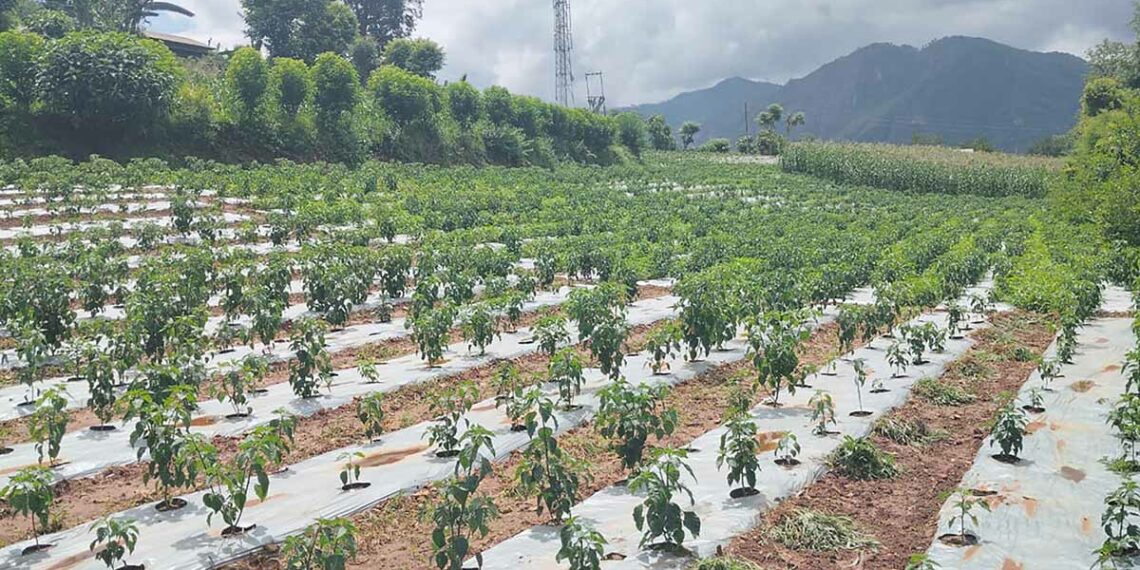 कालीगण्डकीमा व्यावसायिक अकबरे खुर्सानी खेती