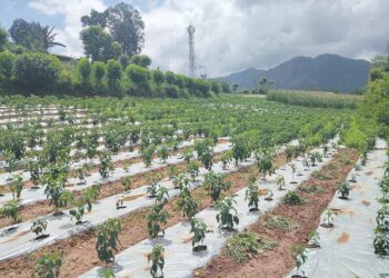 कालीगण्डकीमा व्यावसायिक अकबरे खुर्सानी खेती