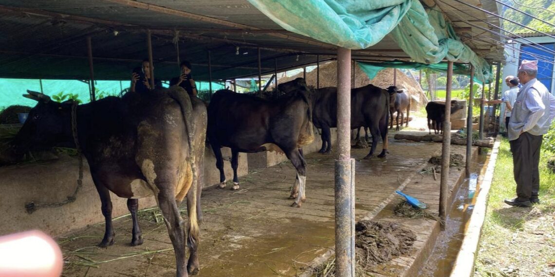 दूधमा प्रतिलिटर पाँच रुपैयाँ अनुदान: स्याङ्जाका किसानलाई करोडको राहत