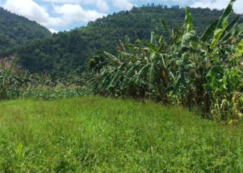 स्याङ्जाको केरा गाउँ ‘बाँस्टारी’