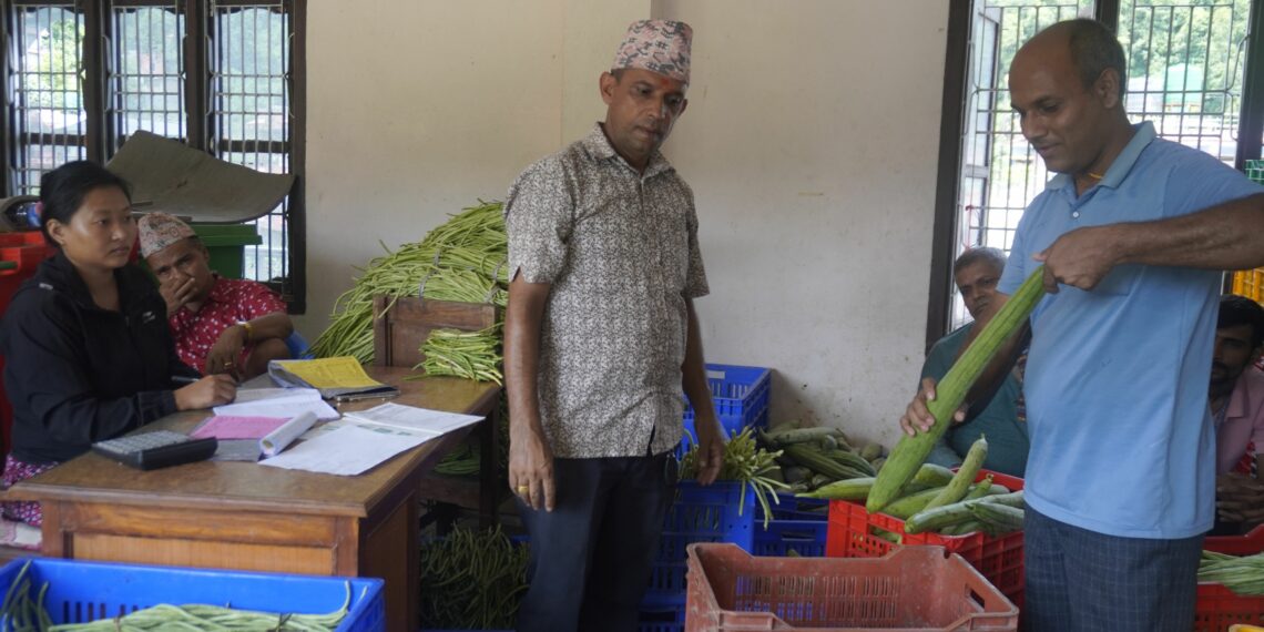 वालिङमा तरकारी किसानलाई प्रतिकिलो ५ रुपैयाँ प्रोत्साहन अनुदान