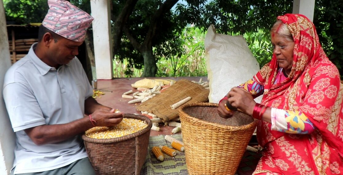 स्याङ्जा बन्दै मकै बिउको ‘पावर हाउस’, एकै वर्षमा तीन करोडभन्दा बढीको उत्पादन