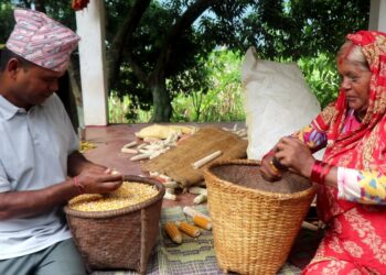 स्याङ्जा बन्दै मकै बिउको ‘पावर हाउस’, एकै वर्षमा तीन करोडभन्दा बढीको उत्पादन