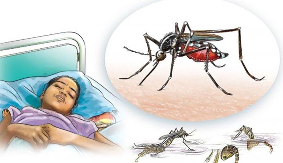 डेङ्गीको सङ्क्रमण ७४ जिल्लामा फैलियो, सबैभन्दा बढी संक्रमित गण्डकीमा