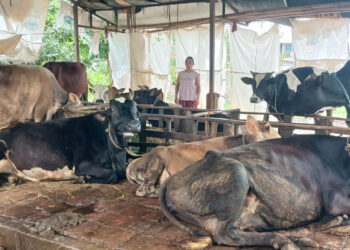 अर्जुनचौपारीमा ‘पहाडे गाई संरक्षण कार्यक्रम’ : कृषकलाई मासिक हजार रुपैयाँ