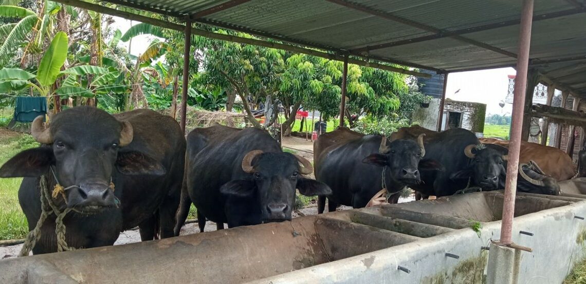 स्याङ्जामा उन्नत नश्लका पाडी–बाच्छी पालनमा प्रोत्साहन: कृषकलाई ५० हजारसम्म सहयोग