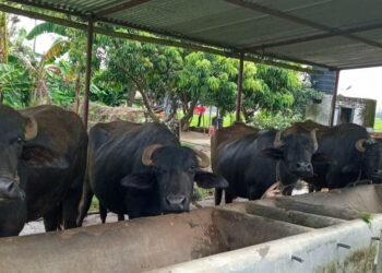 स्याङ्जामा उन्नत नश्लका पाडी–बाच्छी पालनमा प्रोत्साहन: कृषकलाई ५० हजारसम्म सहयोग