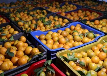 सुन्तला उत्पादनबाट स्याङ्जामा एक अर्ब ३२ करोड बढी आम्दानी