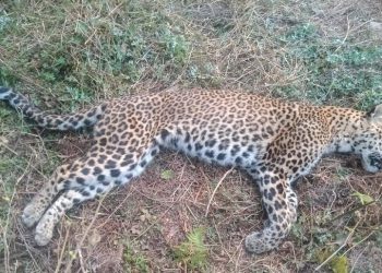 मालुङ्गामा मृत अवस्थामा चितुवा भेटियो