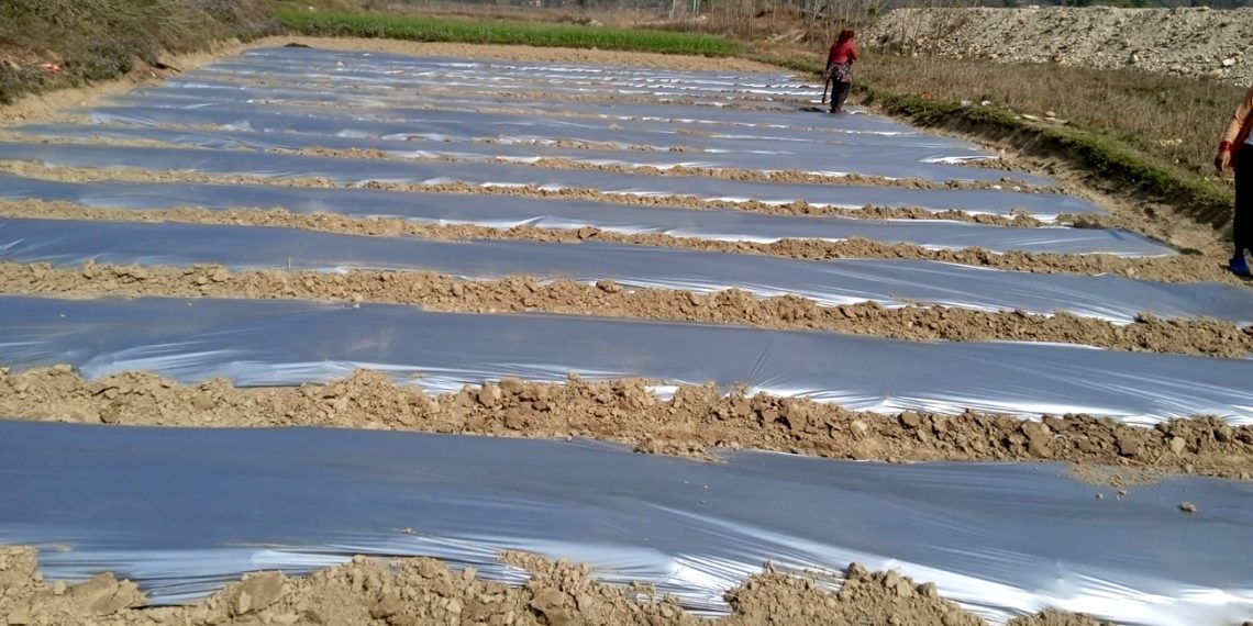 आँधीखोला किनारमा तर्बुजा खेतीको परीक्षण, भीरकोटको नयाँ कृषि प्रयोग