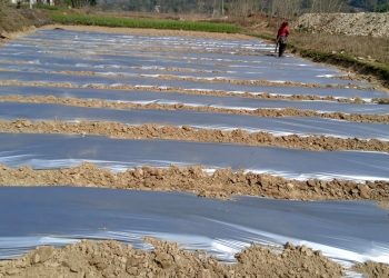 आँधीखोला किनारमा तर्बुजा खेतीको परीक्षण, भीरकोटको नयाँ कृषि प्रयोग