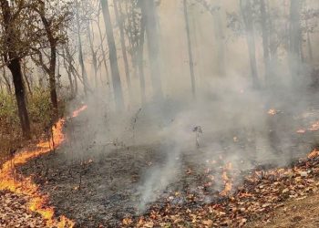 स्याङ्जामा घट्यो वन डढेलो, यस वर्ष क्षति न्यून