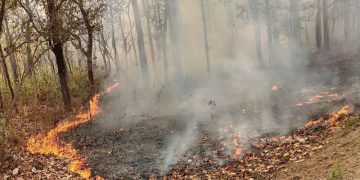 स्याङ्जामा घट्यो वन डढेलो, यस वर्ष क्षति न्यून