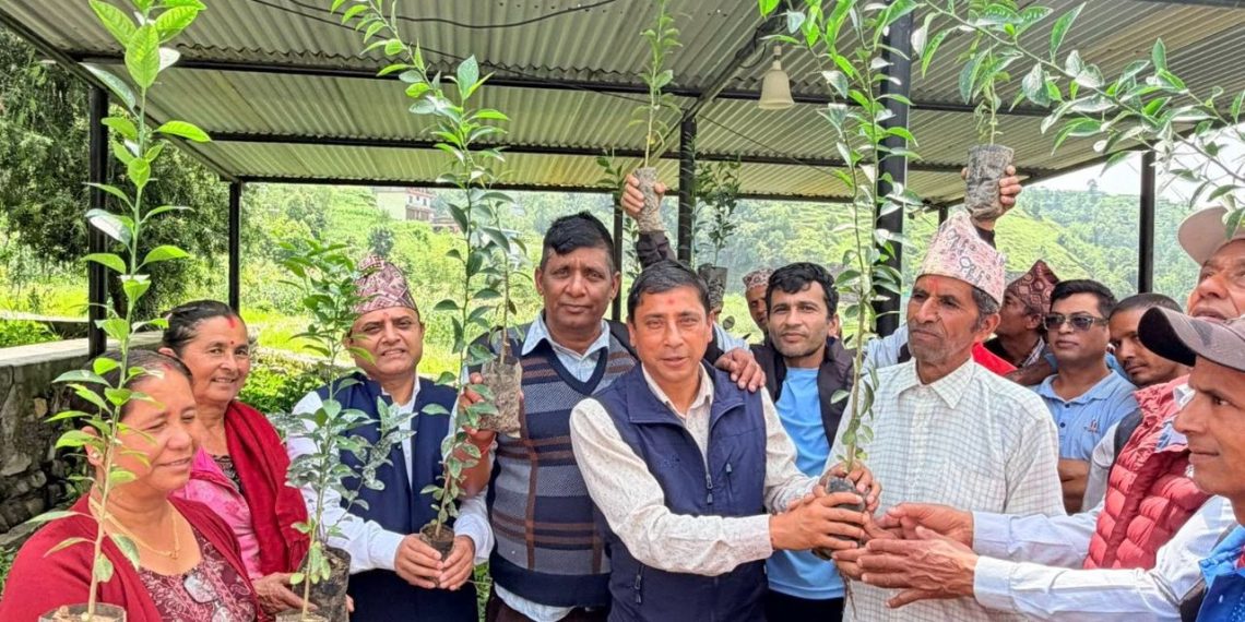 आँधीखोलामा सुन्तला–कागती खेती विस्तार, किसानलाई सहुलियतमा बिरुवा