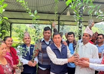 आँधीखोलामा सुन्तला–कागती खेती विस्तार, किसानलाई सहुलियतमा बिरुवा