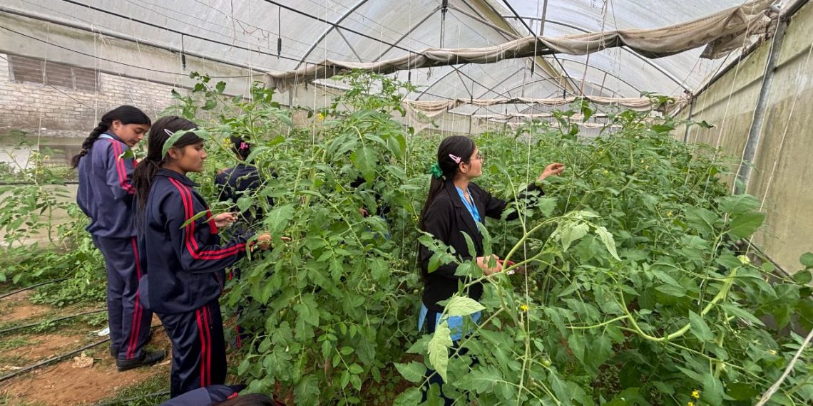 पढाइसँगै तरकारी खेती, पञ्चकन्या माविका विद्यार्थी आत्मनिर्भरतर्फ