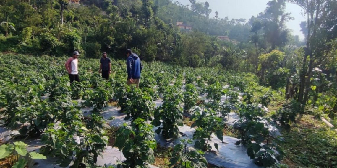 अकबरे खुर्सानीमार्फत बाँझो जमिनलाई आम्दानीसँग जोड्दै भीरकोट