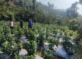अकबरे खुर्सानीमार्फत बाँझो जमिनलाई आम्दानीसँग जोड्दै भीरकोट