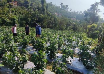 अकबरे खुर्सानीमार्फत बाँझो जमिनलाई आम्दानीसँग जोड्दै भीरकोट