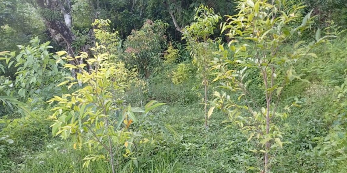 विदेशबाट फर्किएका युवाले स्याङ्जामा सुरु गरे बहुमूल्य अगरउड खेती