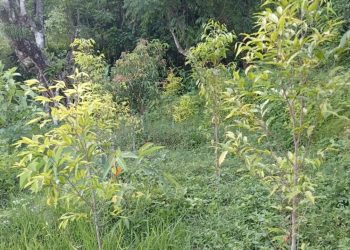 विदेशबाट फर्किएका युवाले स्याङ्जामा सुरु गरे बहुमूल्य अगरउड खेती