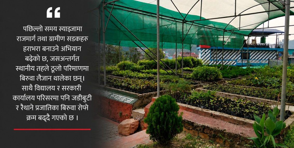 स्याङ्जामा ३६ हजारभन्दा बढी बिरुवा उत्पादन