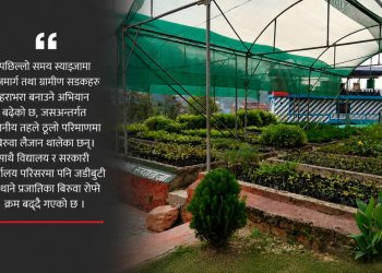 स्याङ्जामा ३६ हजारभन्दा बढी बिरुवा उत्पादन
