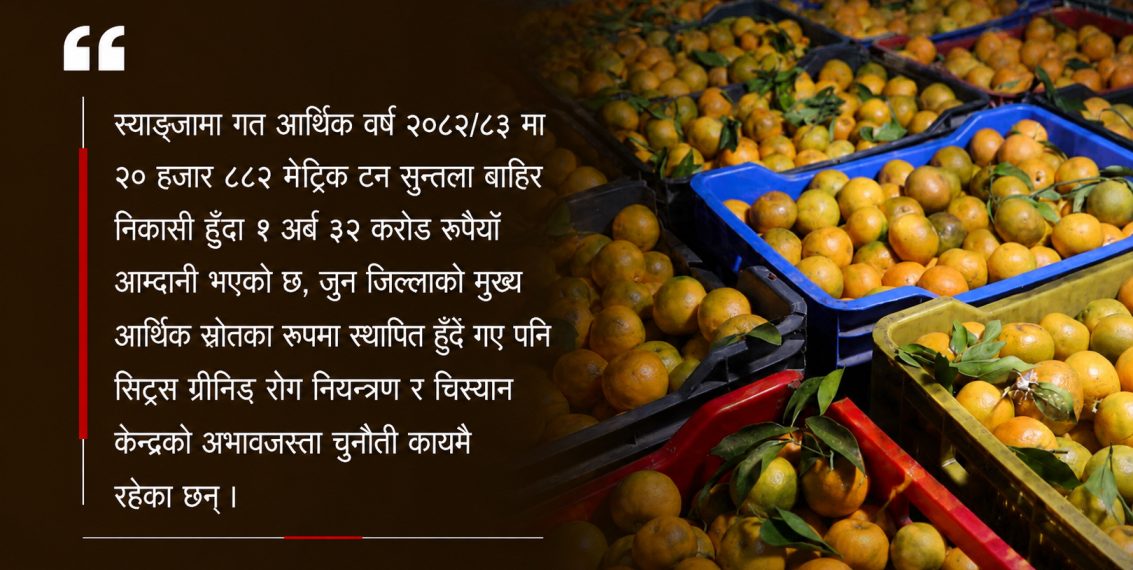 स्याङ्जाको सुन्तलाबाट एक वर्षमै सवा अर्बभन्दा बढी आम्दानी