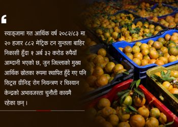स्याङ्जाको सुन्तलाबाट एक वर्षमै सवा अर्बभन्दा बढी आम्दानी