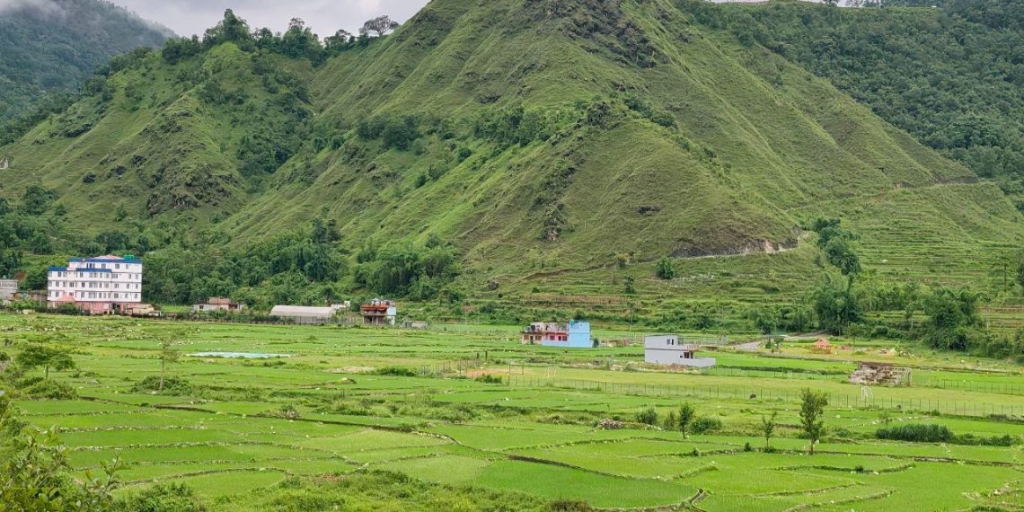 स्याङ्जामा ८२ प्रतिशतभन्दा बढी धान रोपाइँ सकियो