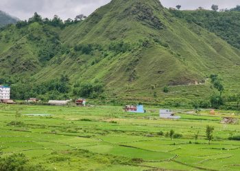 स्याङ्जामा ८२ प्रतिशतभन्दा बढी धान रोपाइँ सकियो